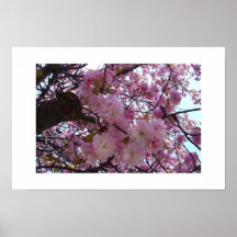 Flores cor-de-rosa posteres