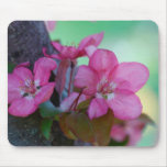 Flores de cerejeira mousepad