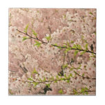 Flores de cerejeira no primavera azulejo de cerâmica 