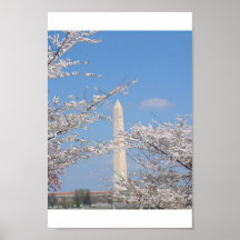 Flores de cerejeira no Washington DC Posters