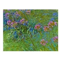 Flores do Agapanthus de Monet Cartões Postais