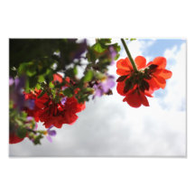 Flores do céu fotos