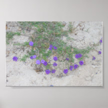 Flores do deserto poster