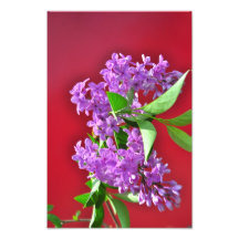 Flores do Lilac Impressão De Foto