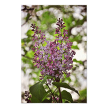 Flores do Lilac Impressão De Foto