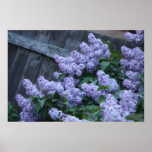 Flores do Lilac & poster de madeira velho