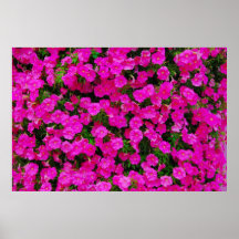 flores poster