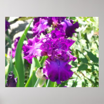 flores pôsteres