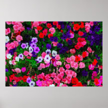 flores pôsteres