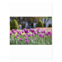 Flores rosas postal