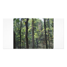 floresta do amarkantak cartao com foto