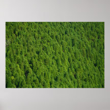 Floresta Impressão