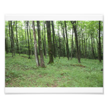 Floresta Impressão Fotográficas