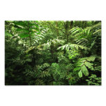 Floresta tropical tropical densa fotografias