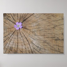 FlowerInTrunkPoster