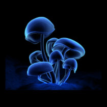Fluorescência posters