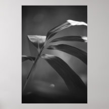 Folha de bambu Bokeh em preto e branco Posters