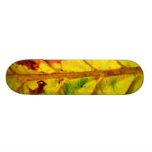 Folha macro do outono skate