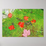 Folhas de bordo caídas posters