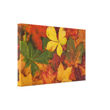 Folhas de outono impressão de canvas envolvidas