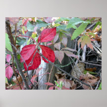 Folhas do vermelho em Ann Arbor Poster