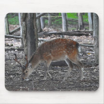Foto animal dos animais selvagens do fanfarrão dos mouse pad