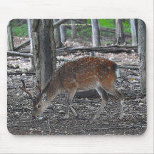 Foto animal manchada japonês dos animais selvagens mousepad