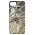 Foto bonito da natureza do Peekaboo de Meerkat Capas iPhone 5