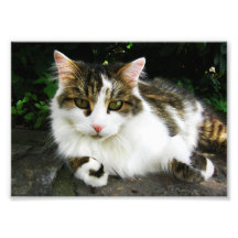 Foto branca do gato malhado