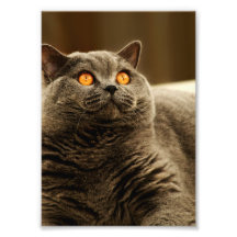 Foto cinzenta do gato
