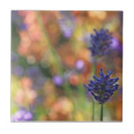 Foto colorida do jardim da lavanda azulejos