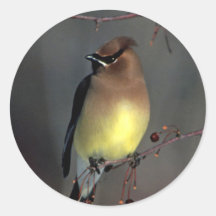 Foto do Waxwing de cedro Adesivos