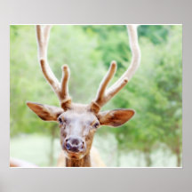Foto dos alces do amigo pôsteres