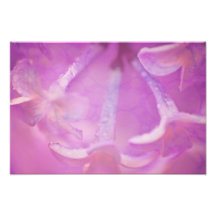 Foto dos Lilacs com design dos corações