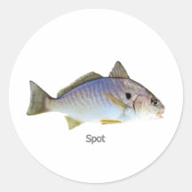 Foto dos peixes do ponto adesivo