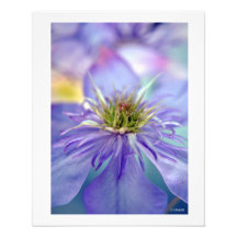 Foto gloriosa da decoração da parede do Clematis
