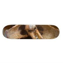 Foto macro de um cone do pinho skate personalizado