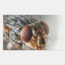 Foto macro de uma mosca adesivos em forma retangular