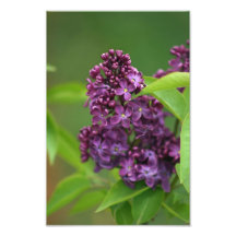Foto roxa do Lilac