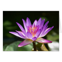 Foto roxa e amarela bonita da flor de Lotus! Cartoes