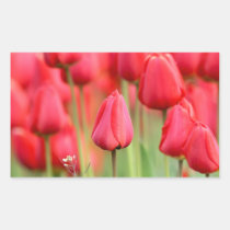 Foto vermelha das tulipas autocolantes