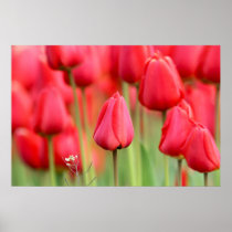 Foto vermelha das tulipas posters