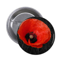 Foto vermelha Foto da papoila de Mohnblume Botons