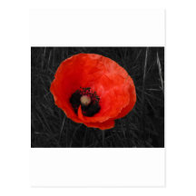 Foto vermelha Foto da papoila de Mohnblume Cartão Postal