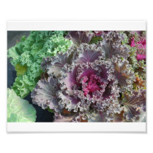 fotografia da couve decorativa