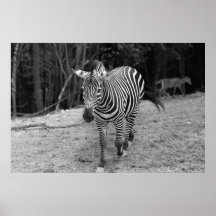 Fotografia da zebra impressão