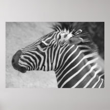 Fotografia da zebra pôsteres