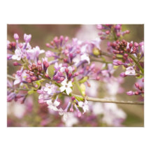 Fotografia das flores do Lilac do primavera