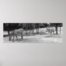 Fotografia das zebras impressão