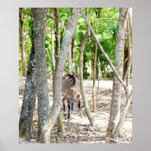 Fotografia de Nelgi Posteres